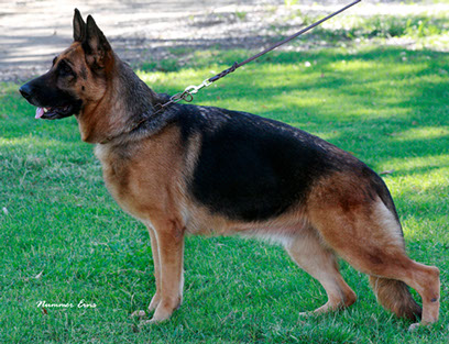 German Shepherd Breeders Michigan, german shepherd puppies for sale, German Shepherds for sale Michigan